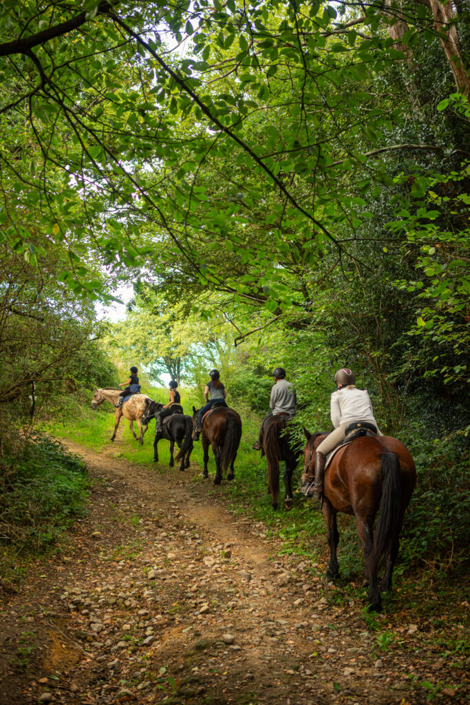 Balade à cheval au Montaigu, en Mayenne